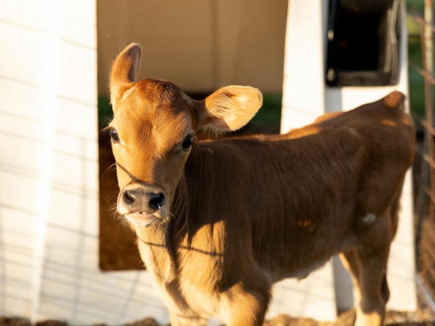 Dairy Cow